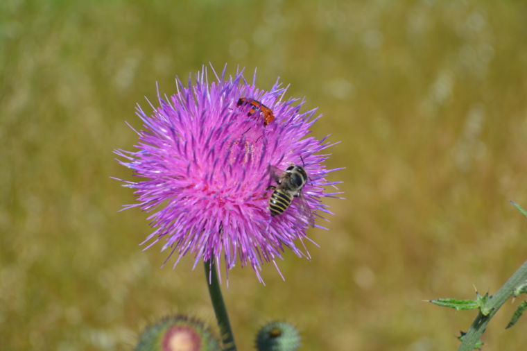 Bee Blooming Lake Belton Look Out